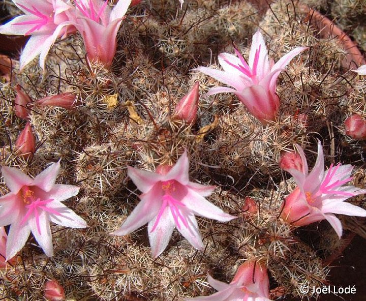 Mammillaria yaquensis ©JLcoll.3077